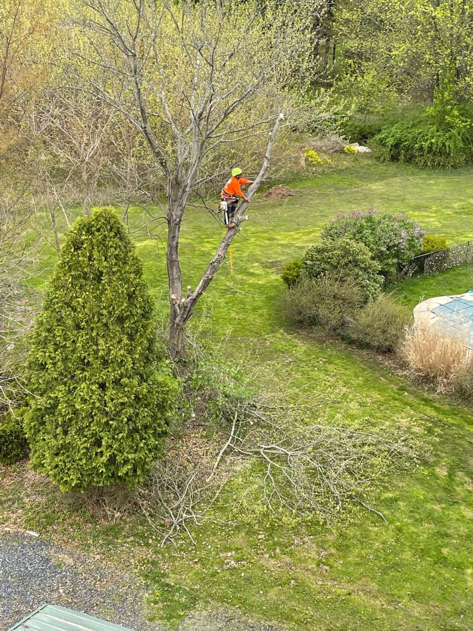 Frank Tree Services